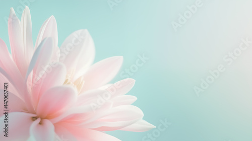 Soft pink flower on a pastel gradient background. Minimal and elegant floral close-up symbolizing beauty, calm, and purity. Ideal for spa, wellness, or romantic design.