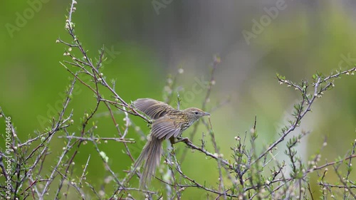 Two rare New Zealand Fernbirds also known as Matata calling to each other with sound