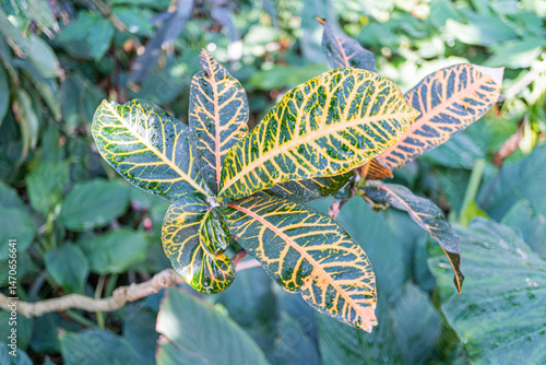 Close-up image of an exotic, vibrant, intricate plant with visible veins and natural beauty Ideal for marketingadvertising campaigns focused on nature, botanicals, organics, freshness, vitality, an