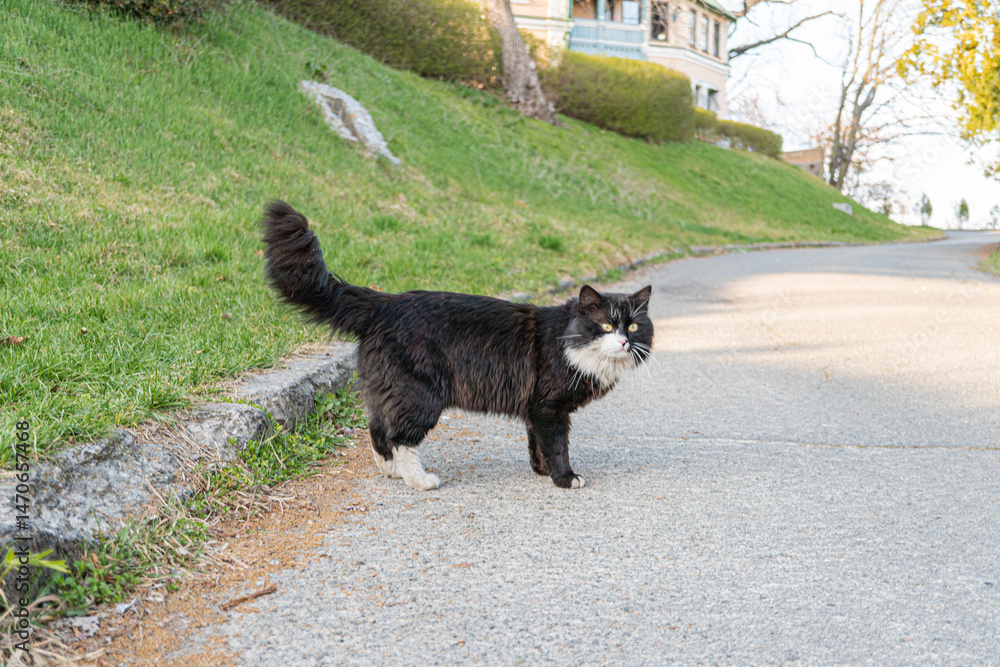Obraz premium A cat, with white, black, and grey fur, is walking along a paved path in a tranquil outdoor setting The image gives off vibes of relaxation, companionship, or leisurely activities