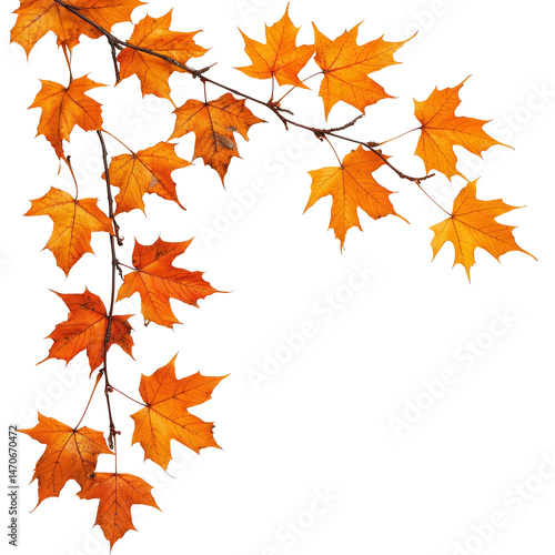 Autumn maple branch with vibrant orange leaves against a clean transparent background, autumn maple branch leaves corner edge transparent background