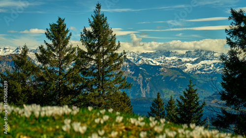 Фотография Snow-capped mountains rise above lush green meadows and evergreens under a brigh