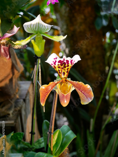 Beautiful collector's orchid 