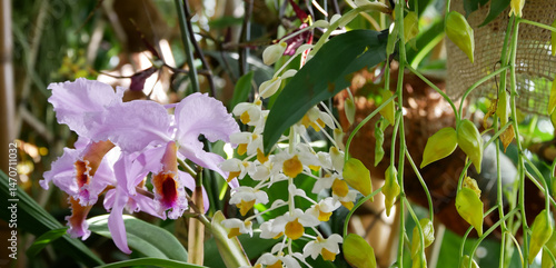 Various blooming Phalaenopsis collector's orchids displayed in a botanical garden. The vibrant flowers in various shades create an elegant and exotic floral composition.