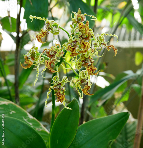 Various blooming Phalaenopsis collector's orchids displayed in a botanical garden. The vibrant flowers — in shades of green, and burgundy — create an elegant and exotic floral composition.