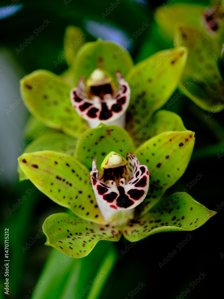 Obraz premium Vibrant green orchids with unique patterns blooming in a lush garden setting