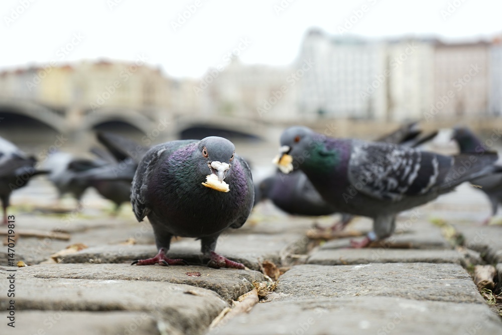 Obraz premium Two pigeons holding pieces of bread in their beaks with the Dancing House in Prague in the background. A playful urban moment combining wildlife and iconic modern architecture.