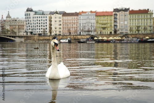 Sticker A graceful swan floats on the river with Prague's Dancing House in the background