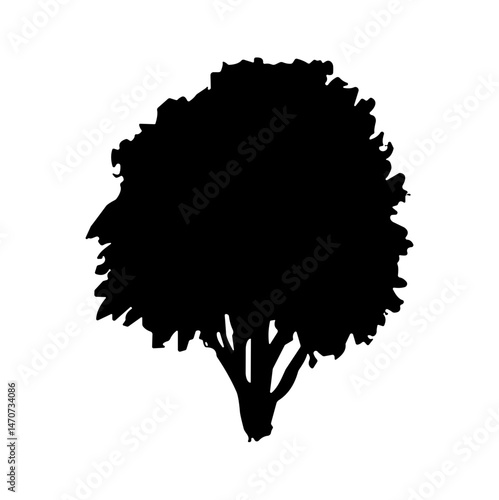 bush bare bush silhouette