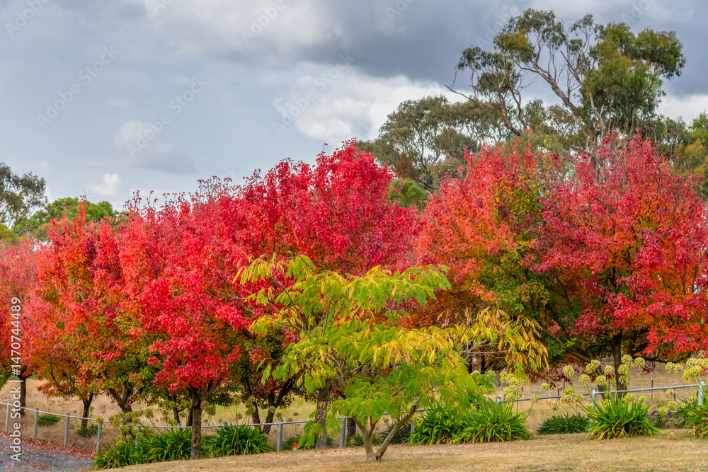 Naklejka premium Autumn foliage on the tree lined rural driveway