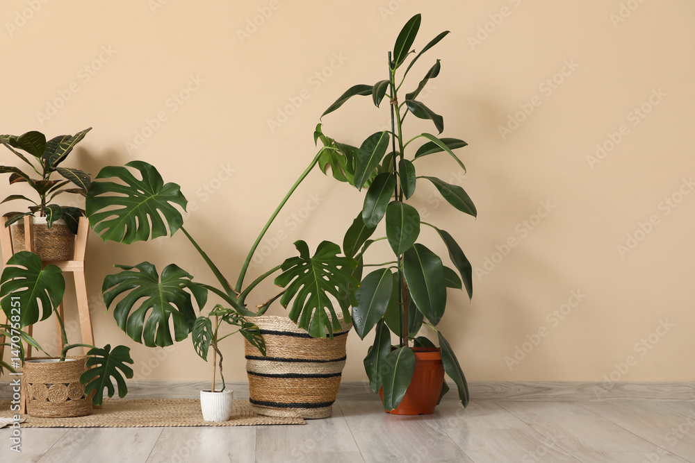 Fototapeta premium Different Monstera houseplants on floor near beige wall in room