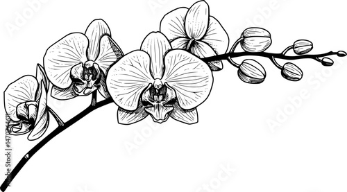 Outline drawing of orchid flowers. Outline drawing of branch with orchid flowers on a white background. Picture for coloring. EPS 10 version.