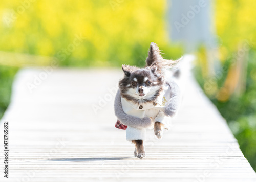 Konstfotografi 歩道を走る可愛いペットの犬