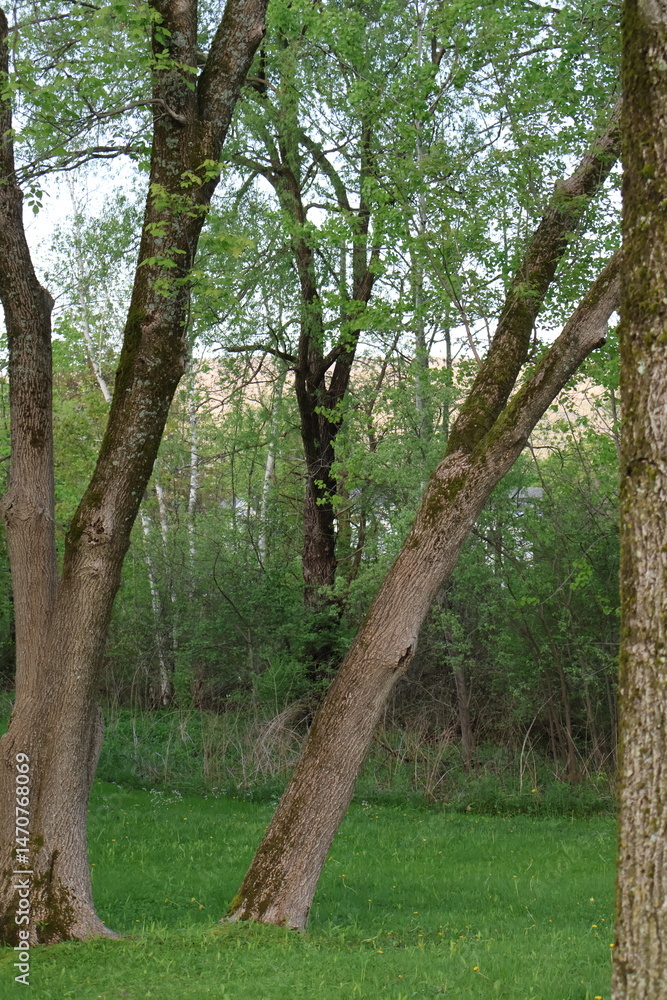 Obraz premium trees in the park