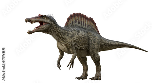 Isolated spinosaurus with open mouth showing teeth and large sail on back standing on white backdrop