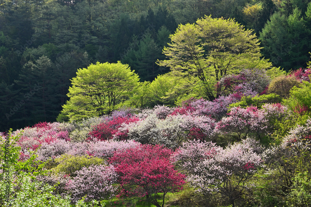 Obraz premium 花桃の里のカラフルな花桃