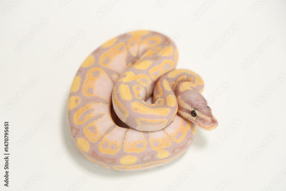 Obraz premium Baby Ball Python