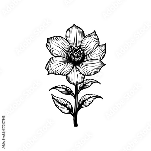 Elegant botanical illustration featuring a delicately detailed flower with graceful petals