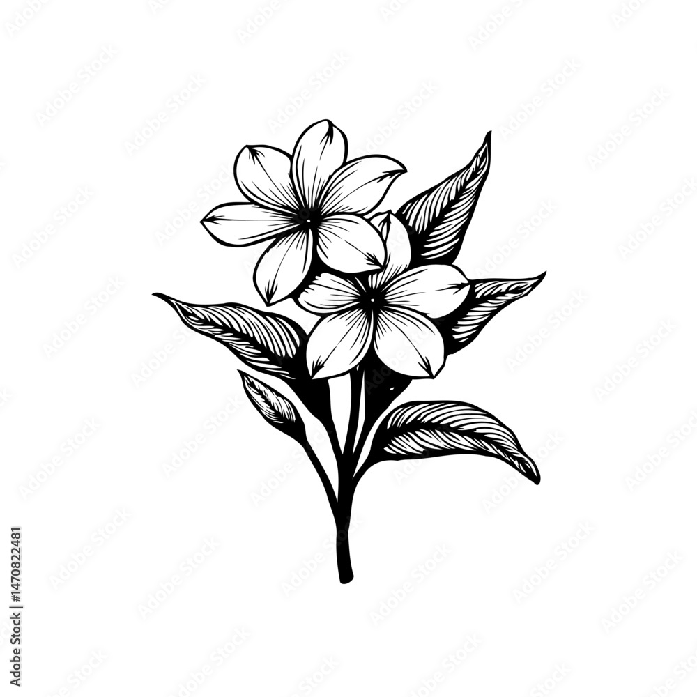 Elegant botanical illustration featuring a blossoming plumeria on a white background Elegant botanical illustration featuring a blossoming plumeria on a white background