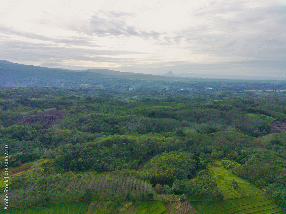 Fototapeta premium Beautiful morning view indonesia Panorama Landscape paddy fields with beauty color and sky natural light