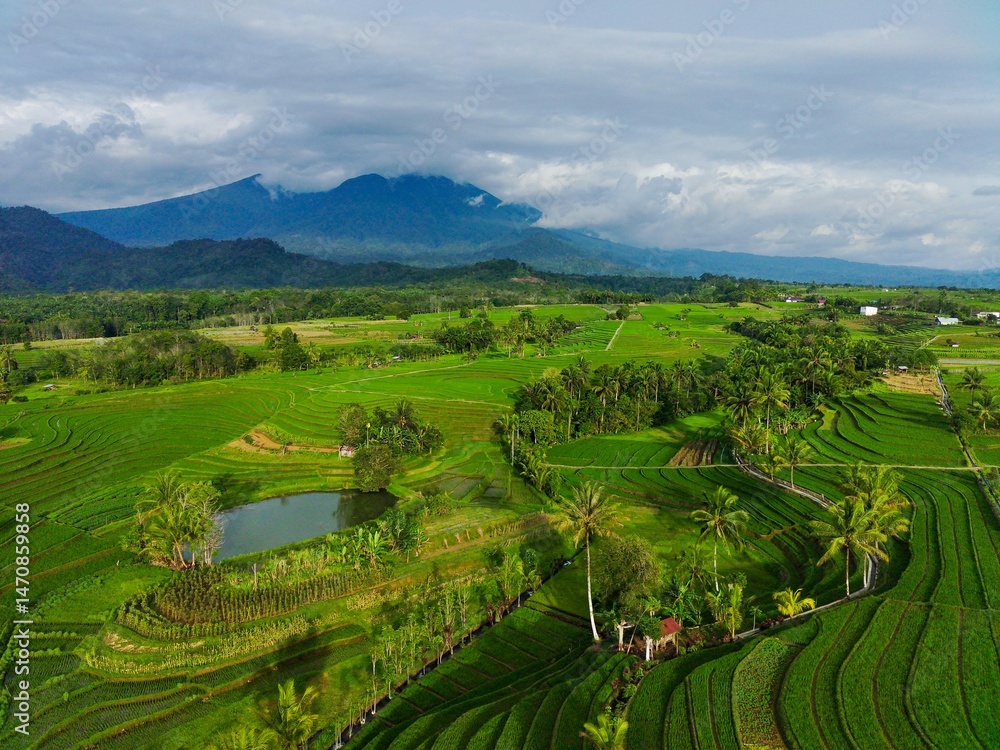 Fototapeta premium Beautiful morning view indonesia Panorama Landscape paddy fields with beauty color and sky natural light