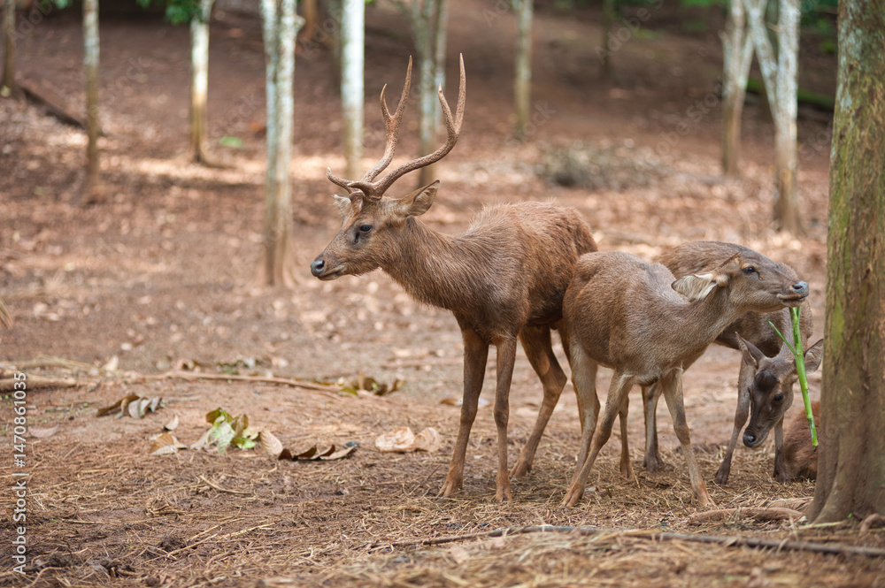 Farming deer in natural farms Farming deer in natural farms