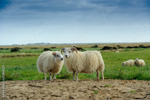 sheep in the field