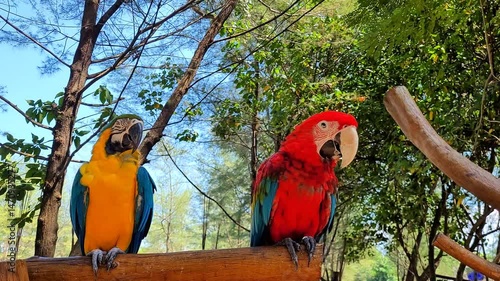 A pair of beautifully colored parrots are perched on a tree branch and ready to be photographed.
