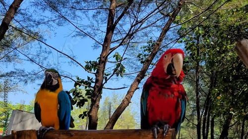 A pair of beautifully colored parrots are perched on a tree branch and ready to be photographed.