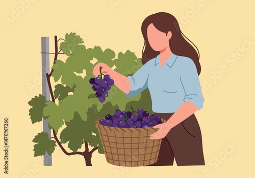 Harvesting Fresh Purple Grapes in Vineyard During Autumn Season