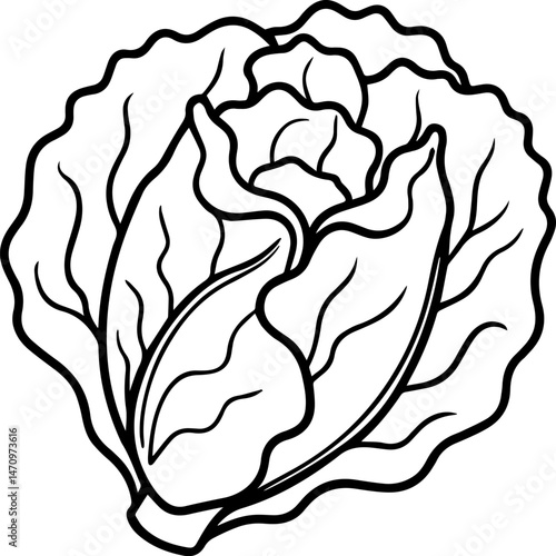 cabbage outline vector illustration, line art