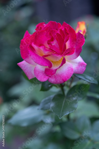 薔薇