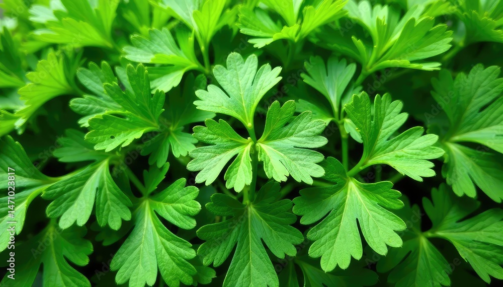 Fresh parsley leaves arranged in a decorative pattern , healthy, pattern, botanical Fresh parsley leaves arranged in a decorative pattern , healthy, pattern, botanical