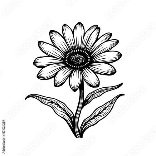 Elegant botanical illustration of a daisy flower with detailed linework and shading