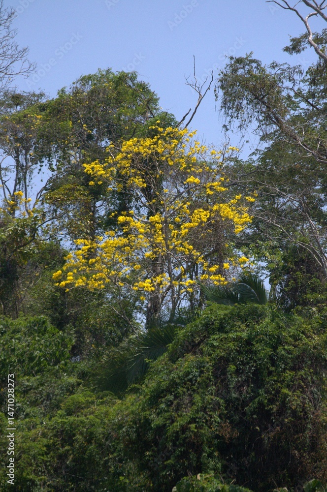 Fototapeta premium Venezuela is a country full of mountains, our geography shows us mountains of various colors full of vegetation.