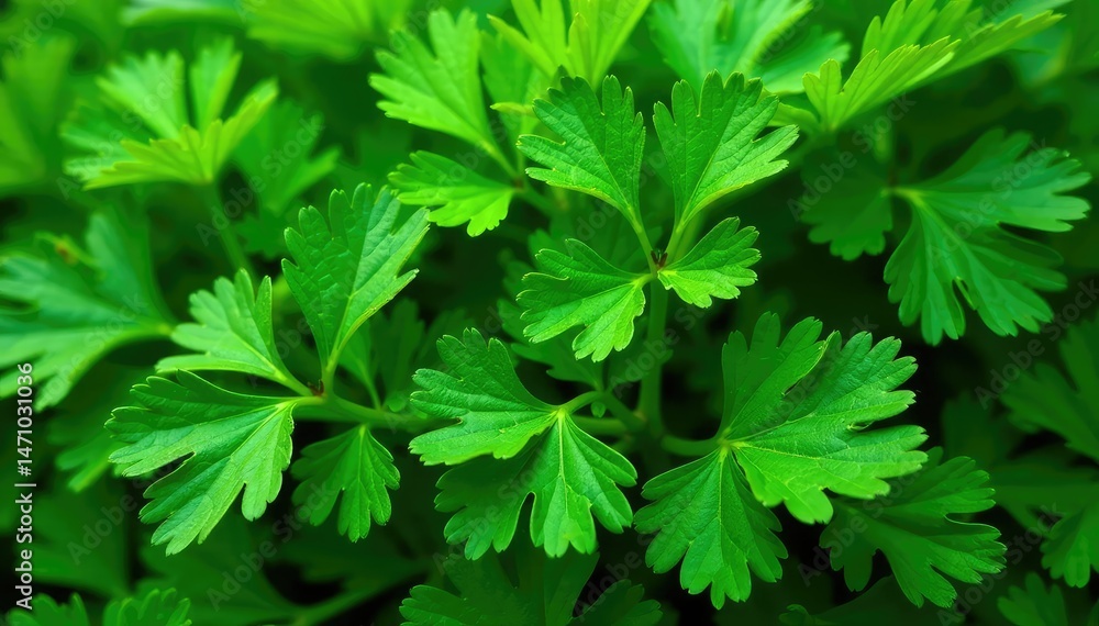 Close-up of parsley leaves arranged in a geometric pattern , vegetable, detail Close-up of parsley leaves arranged in a geometric pattern , vegetable, detail