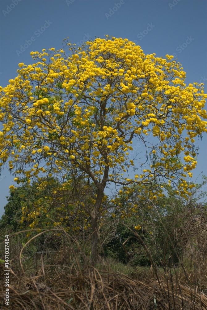 Fototapeta premium Venezuela is a country full of mountains, our geography shows us mountains of various colors full of vegetation.