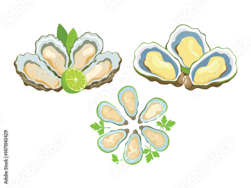 vector illustration of a Sydney Rock Oysters (Fresh Oysters from New South Wales)