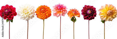 Collection of real colorful dwarf dahlia flower heads on transparent background

