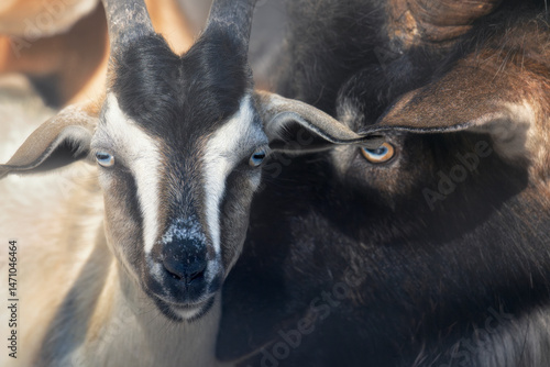 Fotografie A pair of wild goats, one kid and one billy, (Capra hircus) share a quiet moment