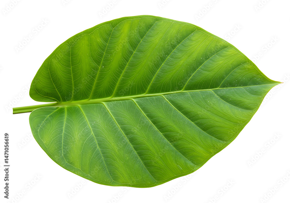 Obraz premium Green leaf on white background