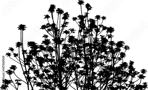 Vector illustration of a branch of Ailanthus Chinese Ash tree on a white background