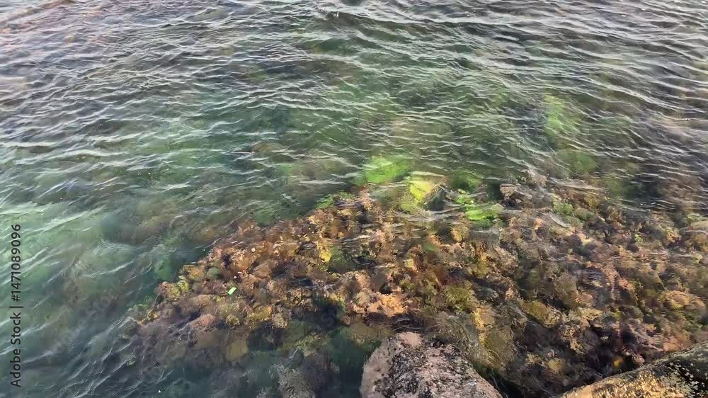 Underwater Garden Top-Down View of Clear Tropical Waters and Coral Rocks Underwater Garden Top-Down View of Clear Tropical Waters and Coral Rocks