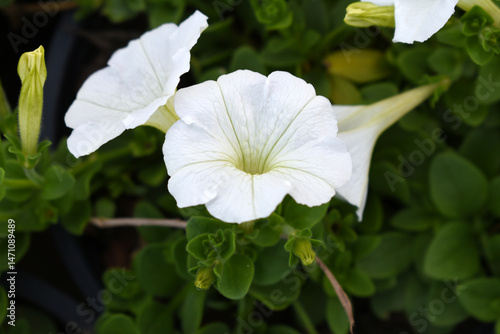 White petunias in the garden, Petunia, Close up of white Petunia flower in the garden, Petunia flower and blurred background, Background of white petunia flowers, spring flower Closeup.