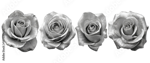 Shiny Silver Rose Flower in transparent background
