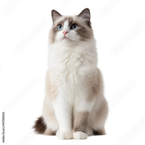 Cute Ragdoll cat sits upright with natural posture,PNG,clipart,transparent,clean and minimal look