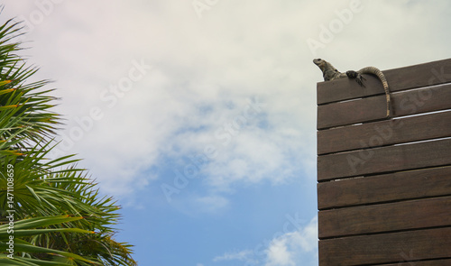 Iguana Perched On Wooden Fence Post