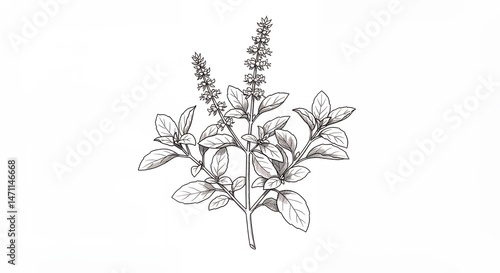 Wallpaper Mural Botanical illustration of basil plant Torontodigital.ca