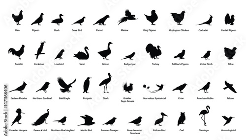 Bird Breeds & Species silhouette vector set