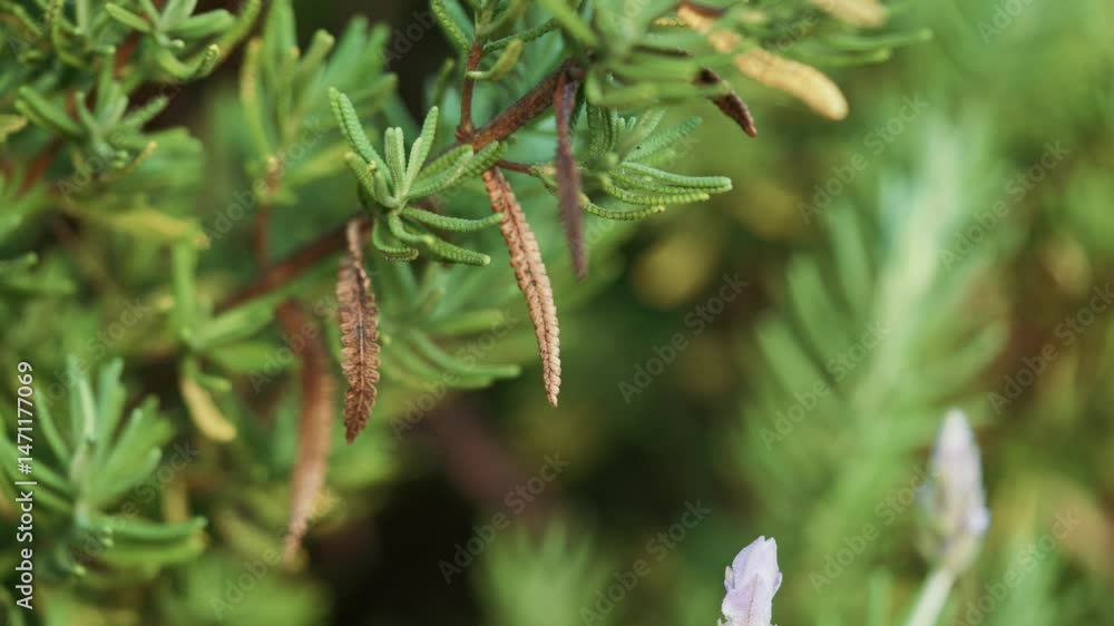 green grasshopper on a branch green grasshopper on a branch